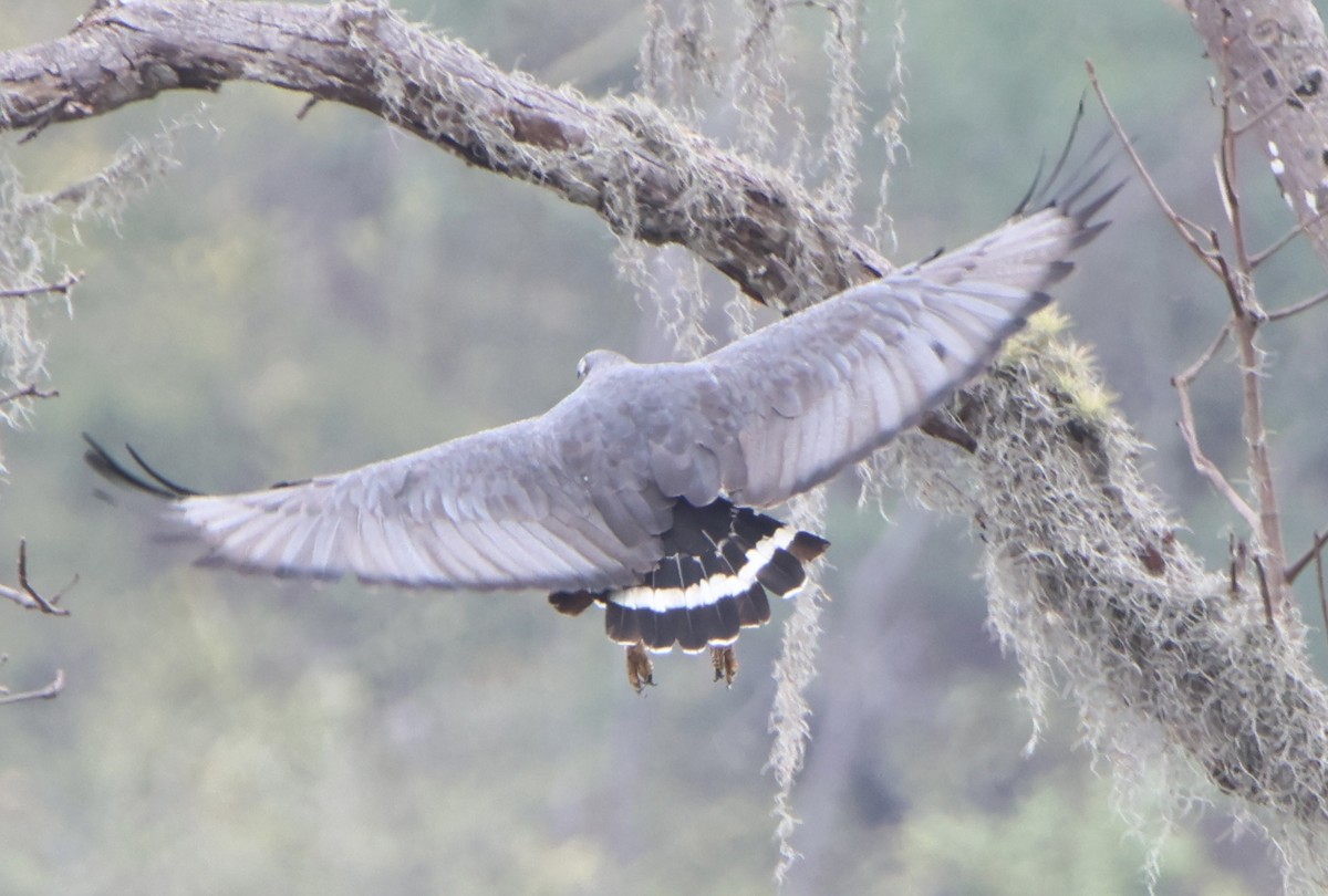 Buse solitaire - ML645484796