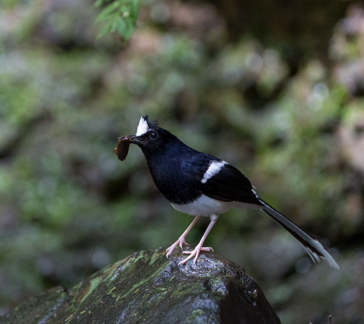 White-crowned Forktail - ML645484799