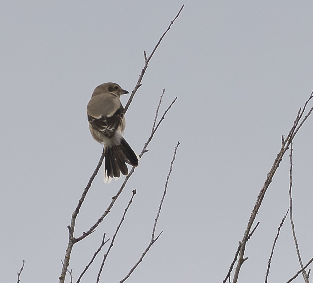 Alcaudón Boreal - ML645484800
