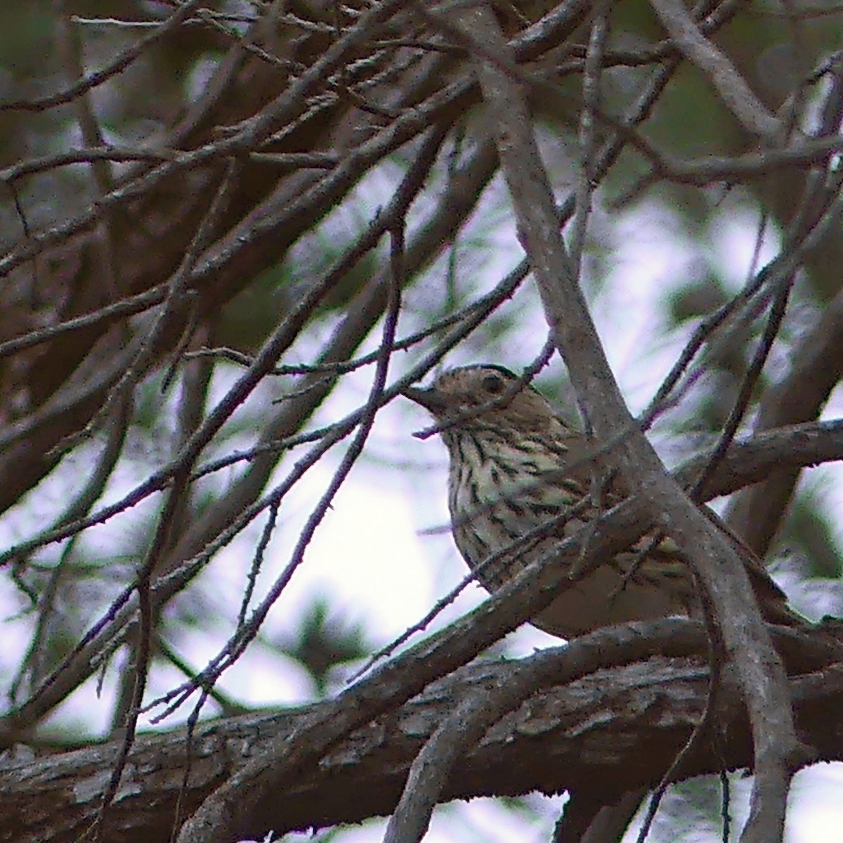 Speckled Warbler - ML645484803