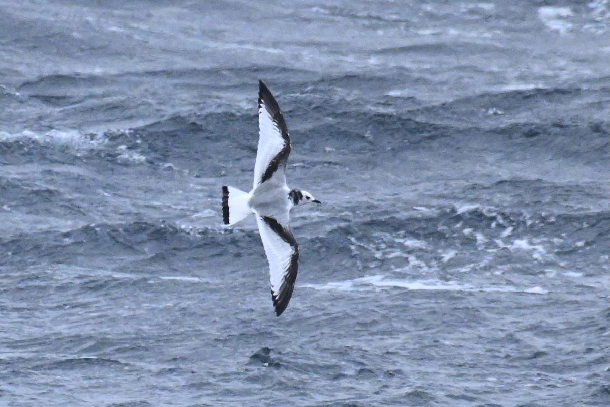 krykkje - ML645484806