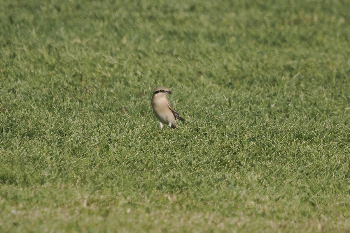 Isabellwürger - ML645484812