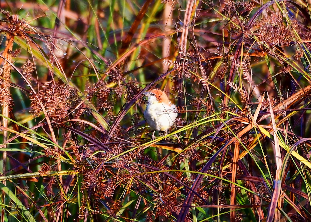 Russet Sparrow - ML645484857