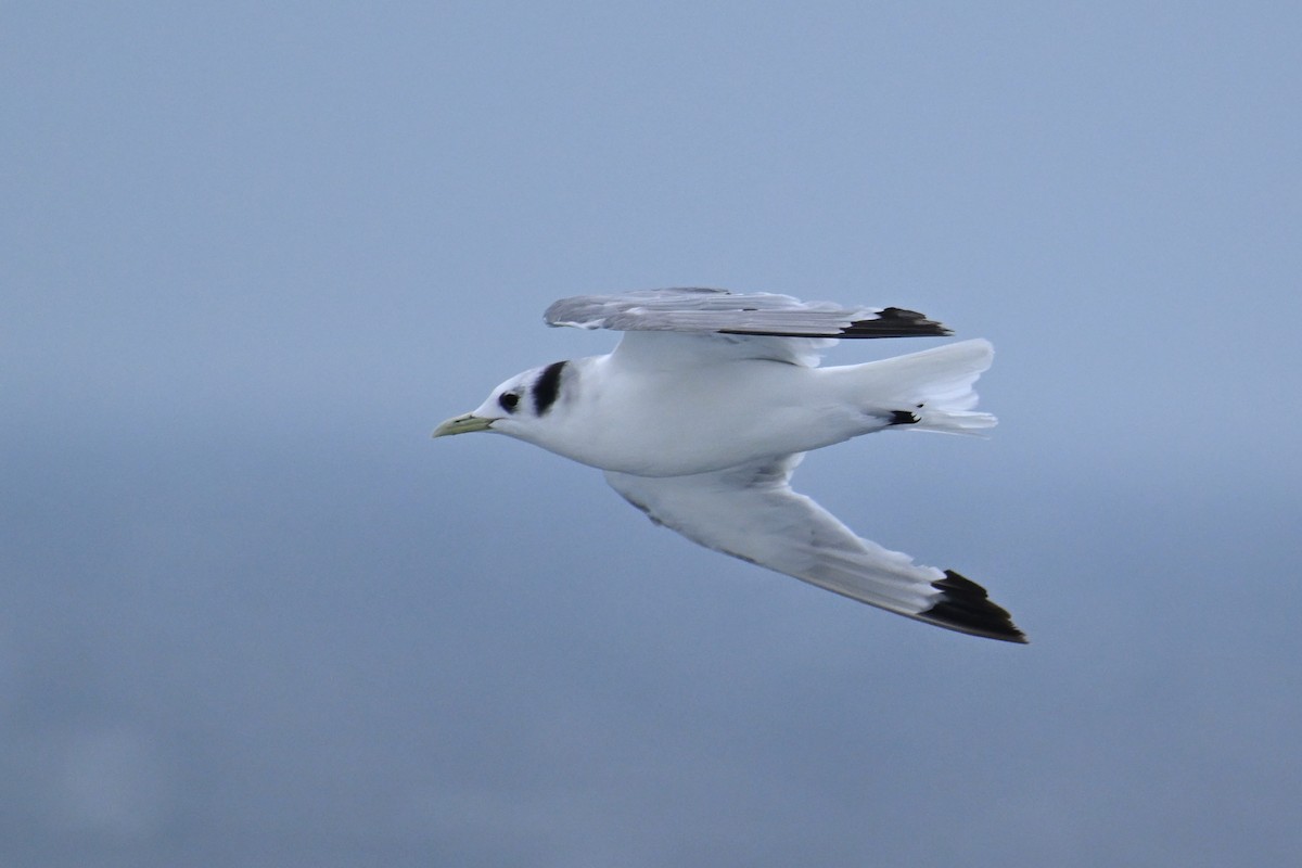 krykkje - ML645484858