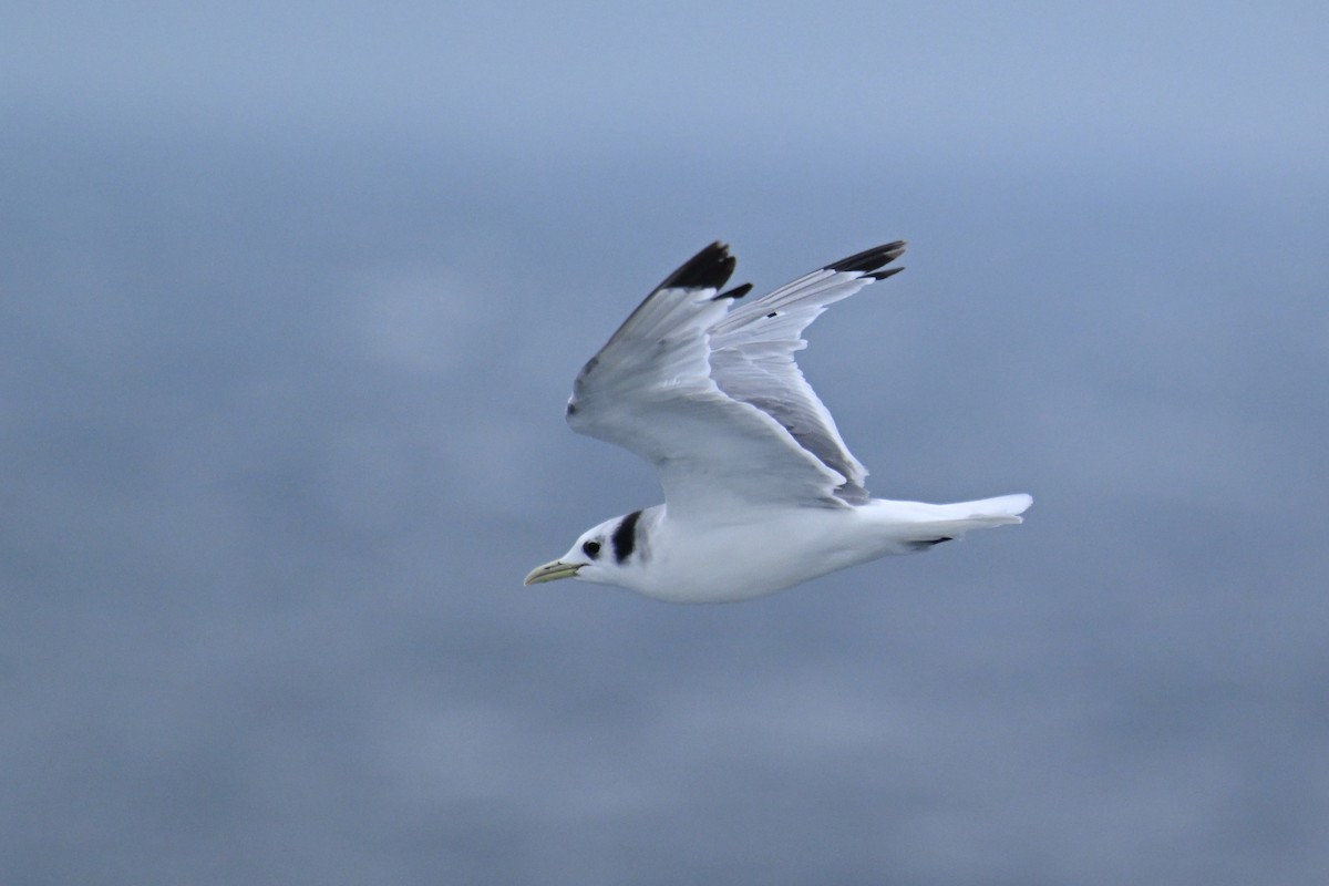 krykkje - ML645484860