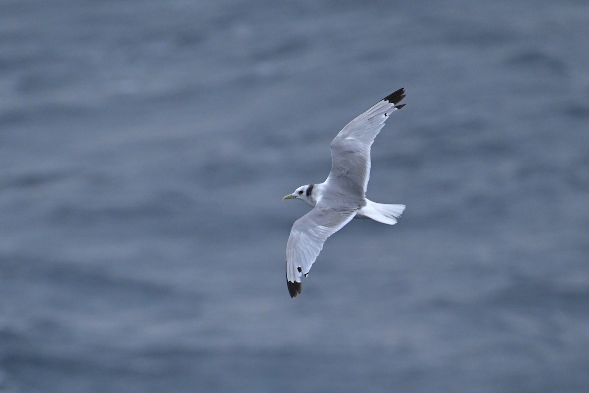 krykkje - ML645484861