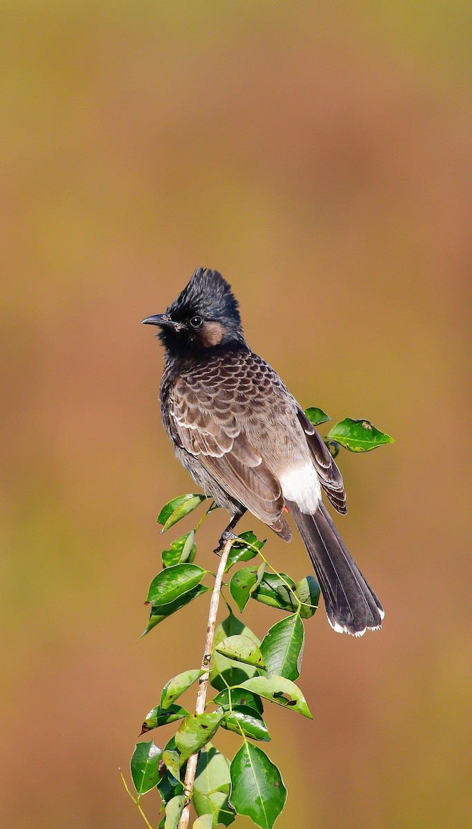 Red-vented Bulbul - ML645484868