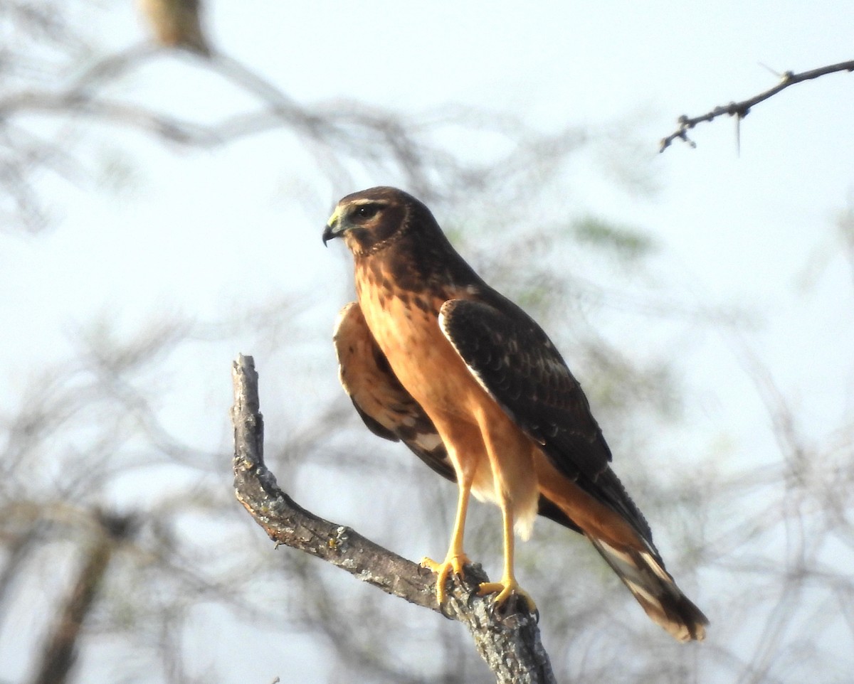 Лунь американський - ML645484875