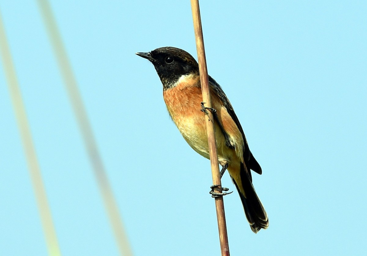 bramborníček sibiřský - ML645484876