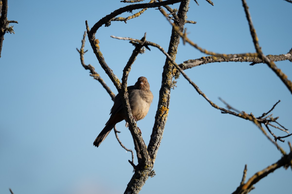 California Towhee - ML645484884