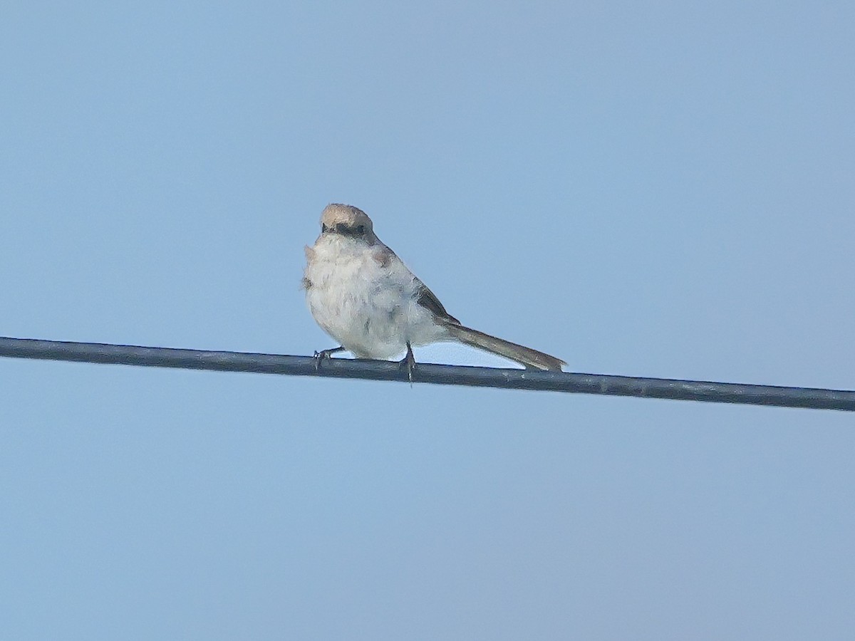 Marico Flycatcher - ML645484885