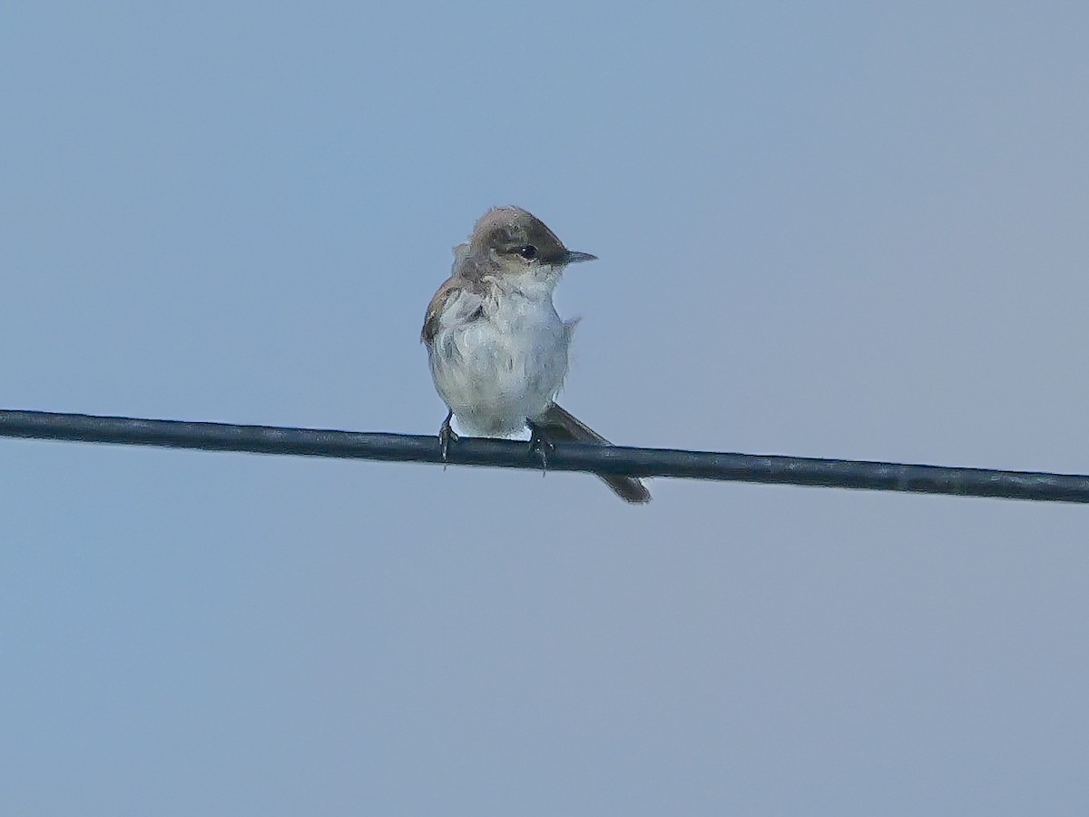 Marico Flycatcher - ML645484886