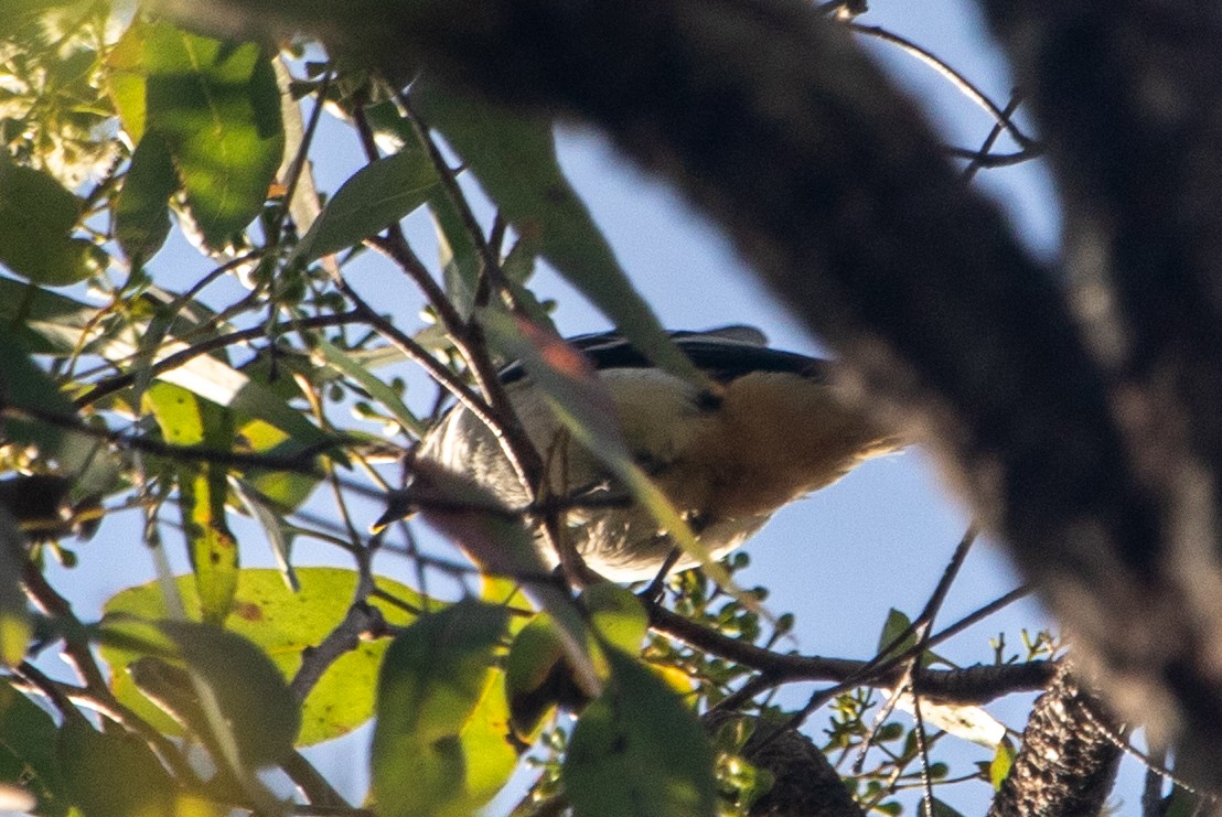 Varied Triller - ML645484888