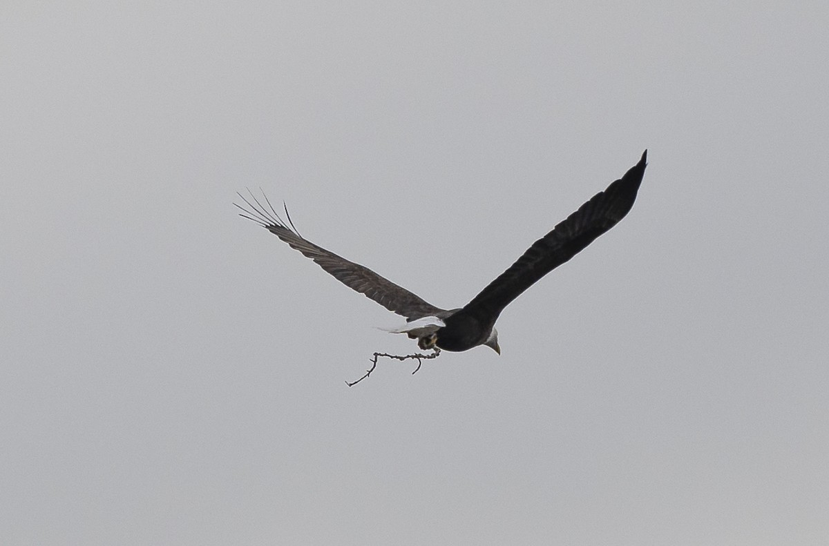 Bald Eagle - ML645484889