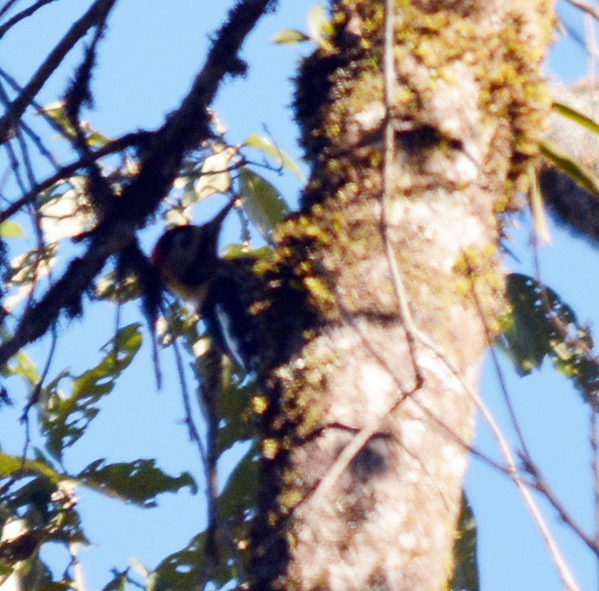 Darjeeling Woodpecker - ML645484890