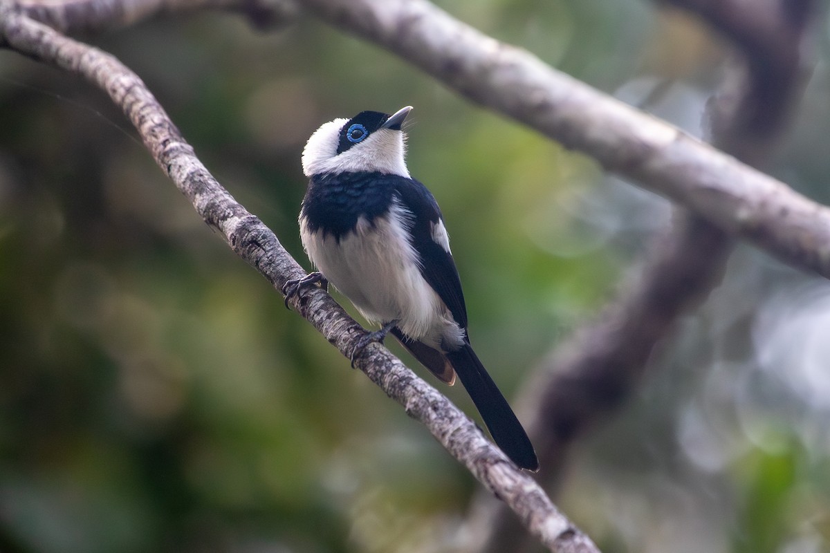 Pied Monarch - ML645484891