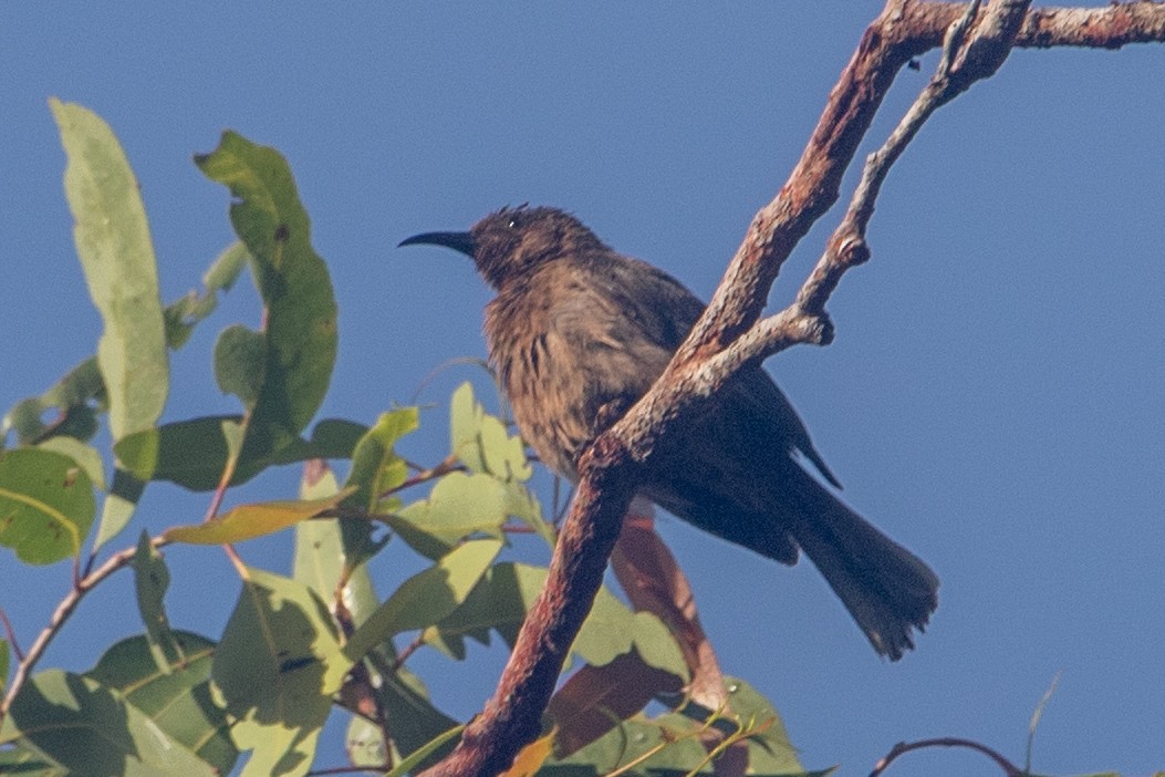 Dusky Myzomela - ML645484892