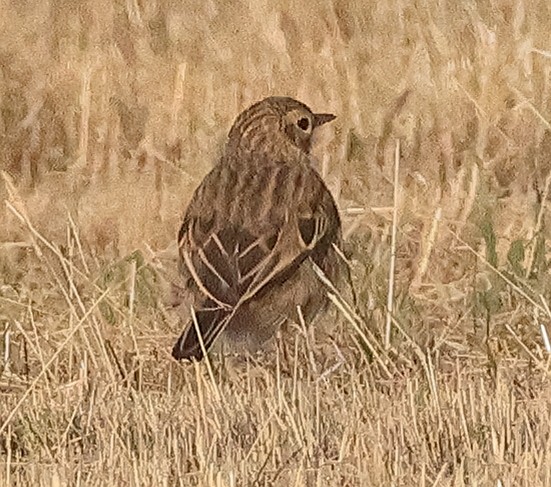 Little Grassbird - ML645484893