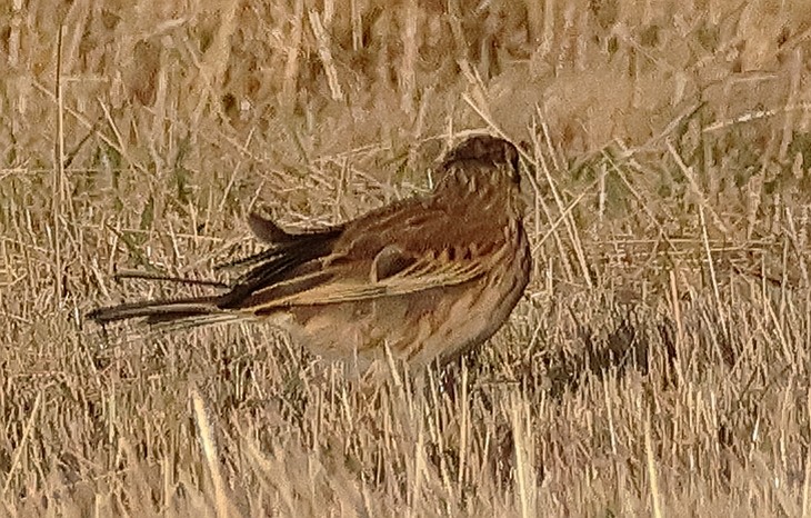 Little Grassbird - ML645484894