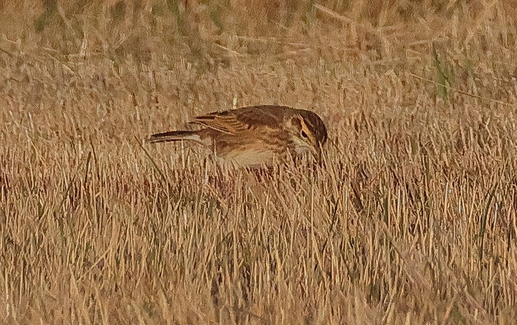Little Grassbird - ML645484895