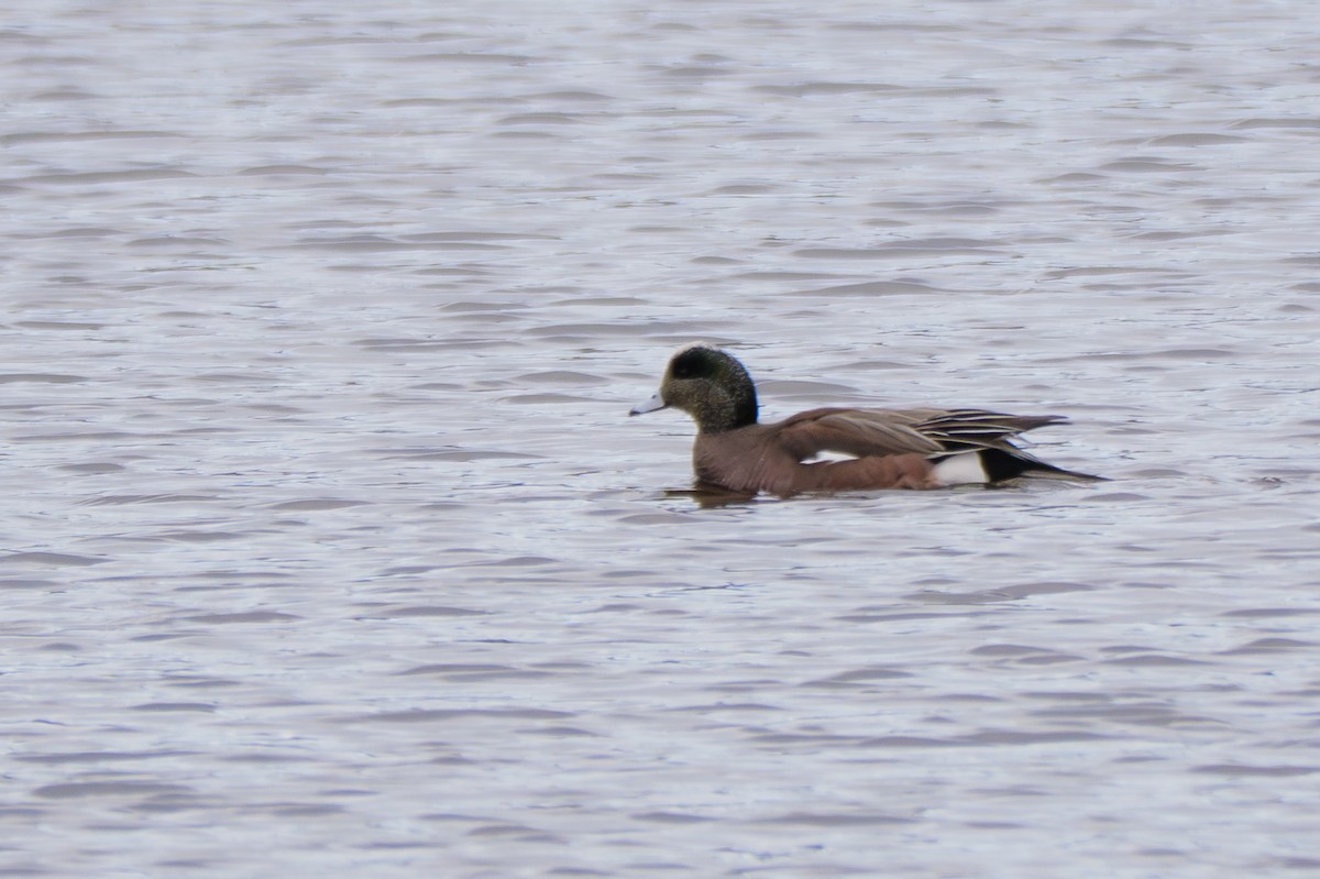 American Wigeon - ML645484896