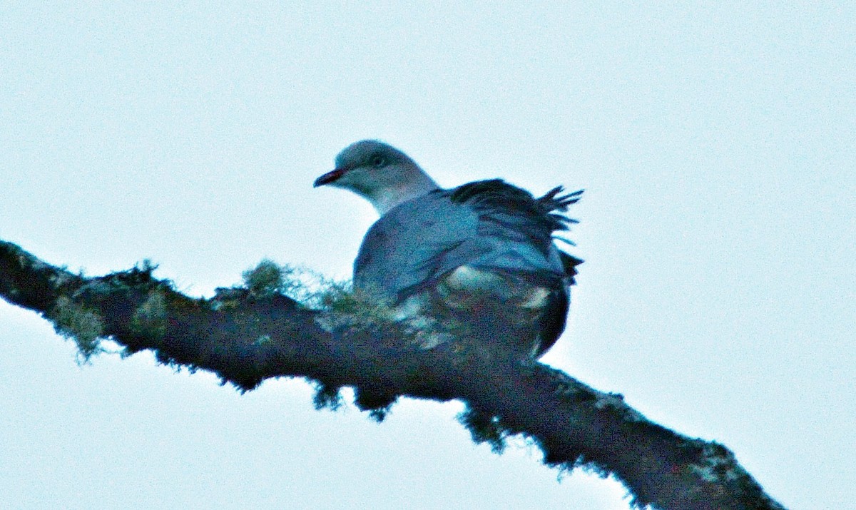 Mountain Imperial-Pigeon - ML645484897