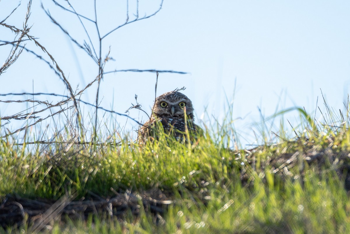Burrowing Owl - ML645484900