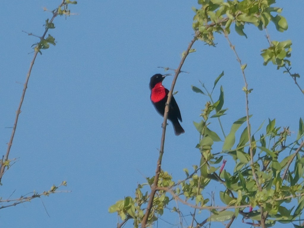 Scarlet-chested Sunbird - ML645484901