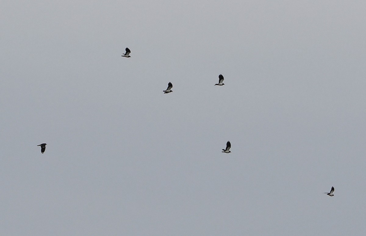 Northern Lapwing - ML645484902