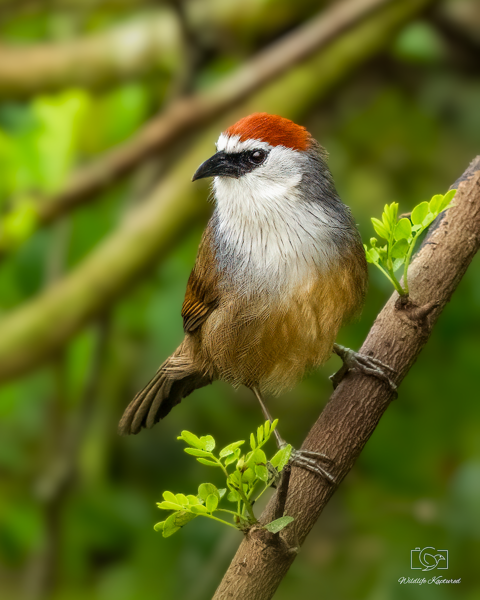 Chestnut-capped Babbler - ML645484906