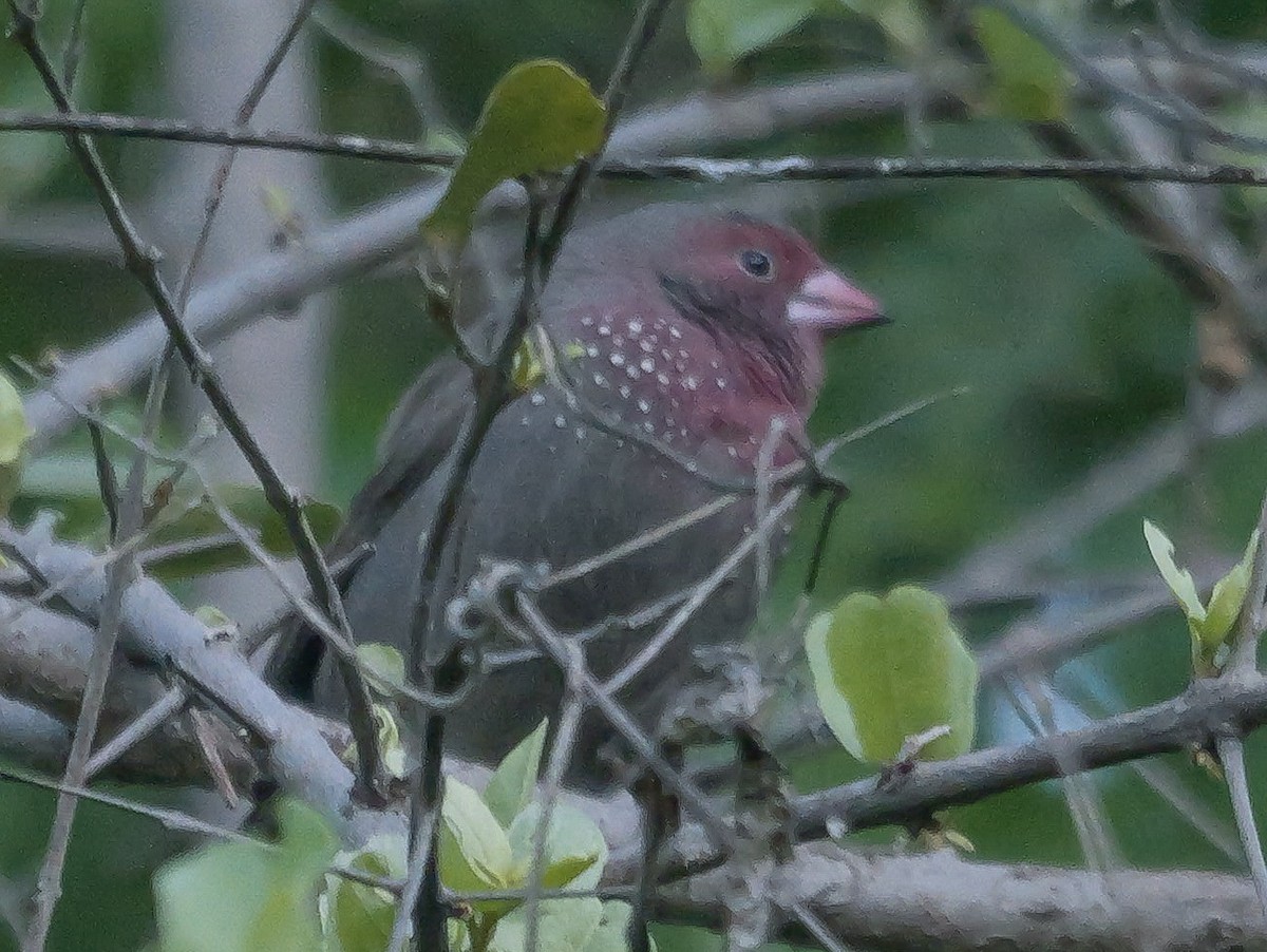 Brown Firefinch - ML645484907