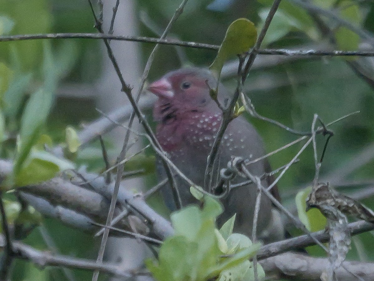 Brown Firefinch - ML645484908