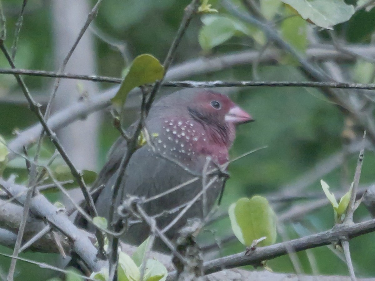 Brown Firefinch - ML645484909