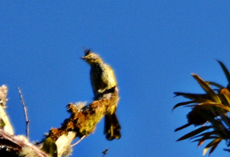 Striated Bulbul - ML645484910