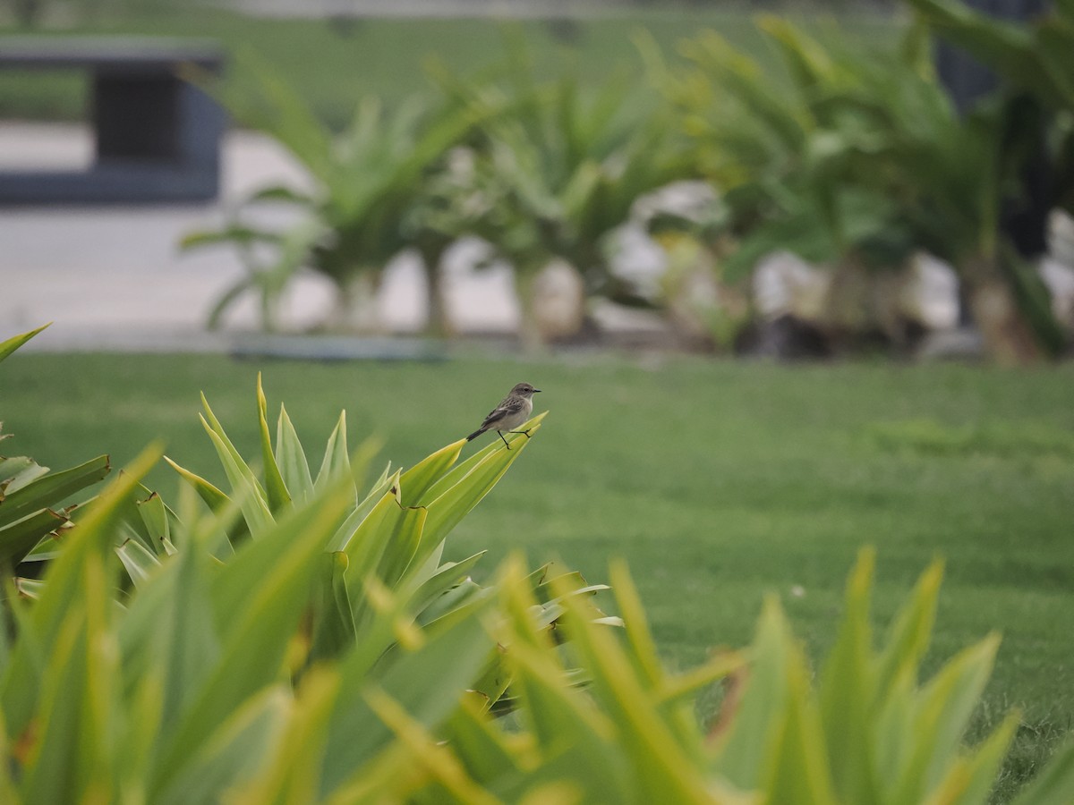 Siberian Stonechat - ML645484911
