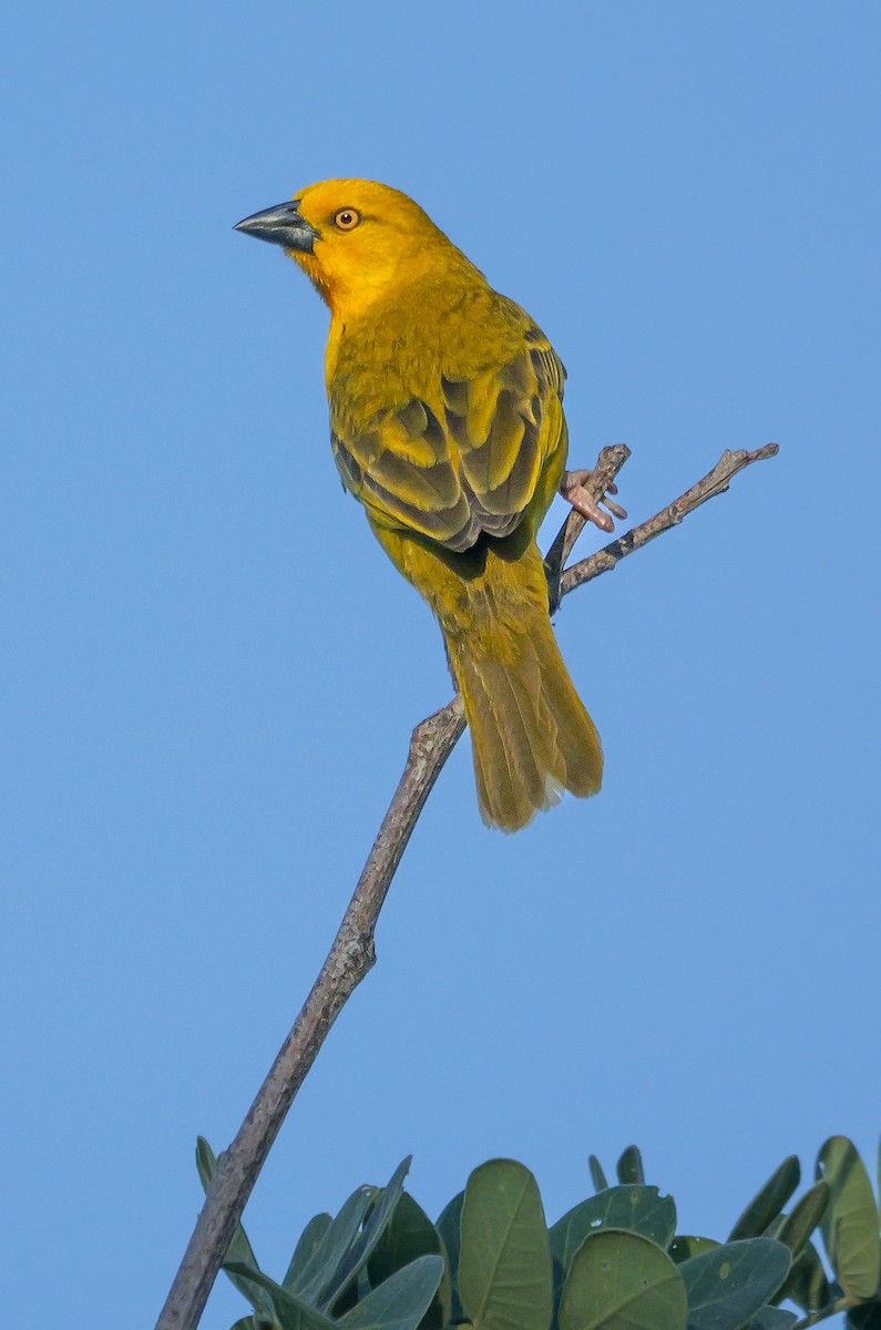 Holub's Golden-Weaver - ML645484912