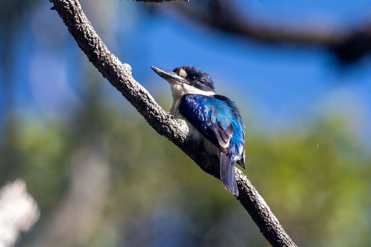 Forest Kingfisher - ML645484913