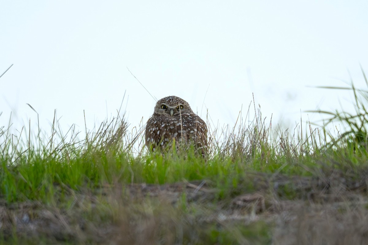 Burrowing Owl - ML645484914