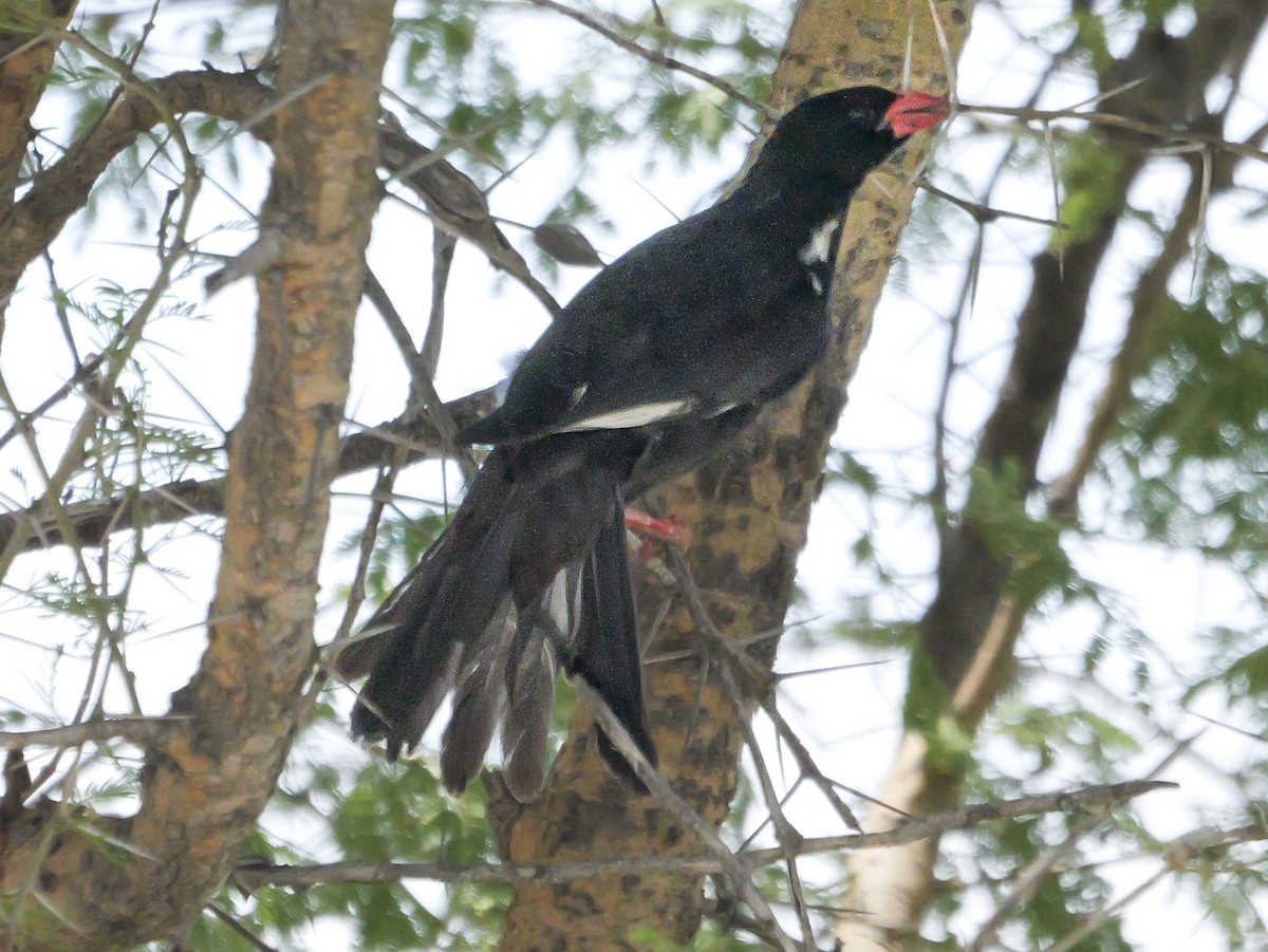 Red-billed Buffalo-Weaver - ML645484915