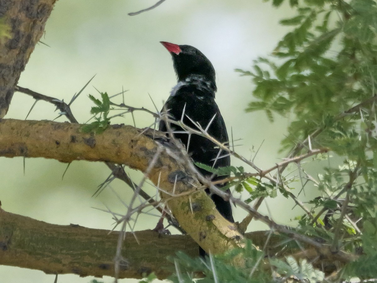 Red-billed Buffalo-Weaver - ML645484916