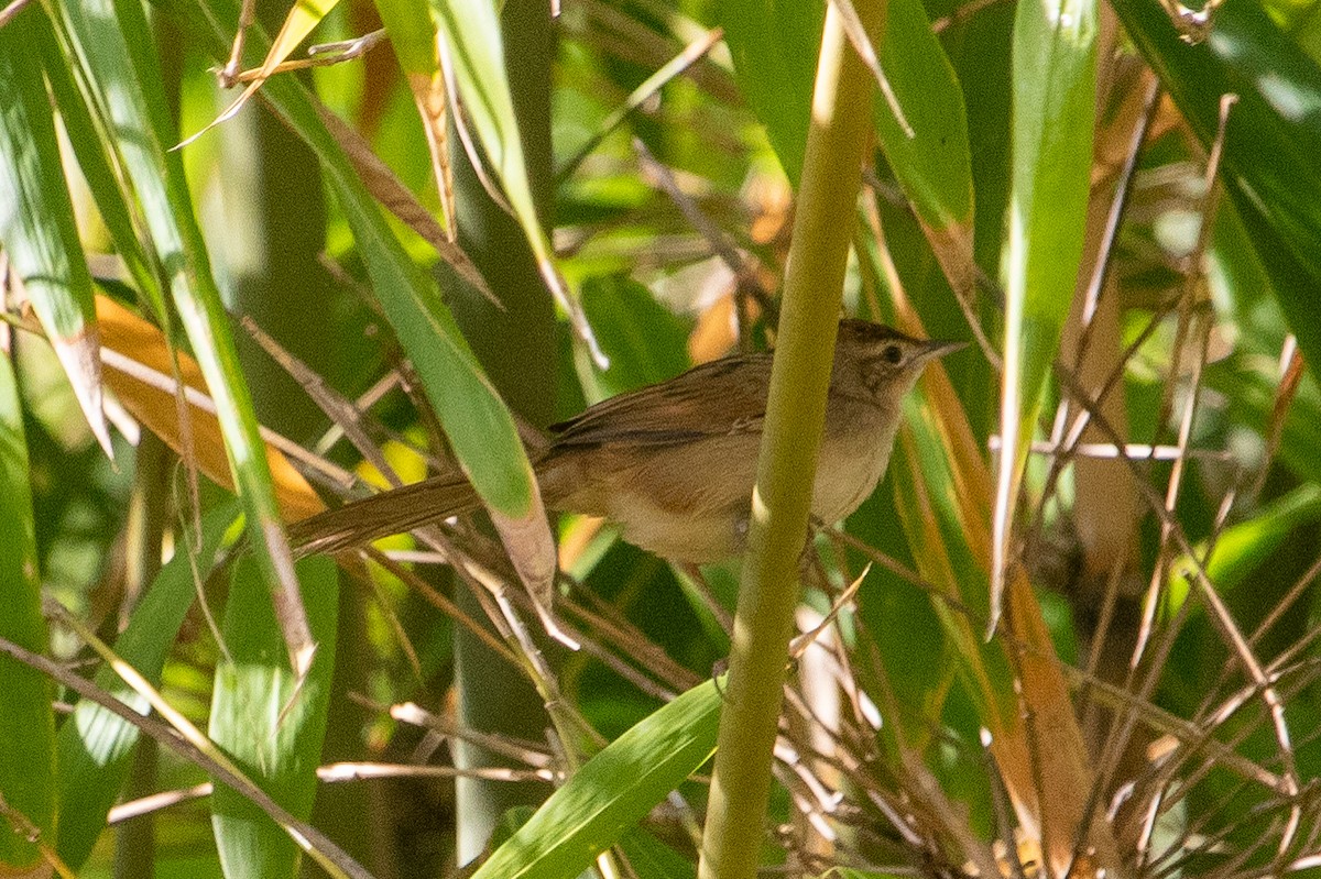 Tawny Grassbird - ML645484919