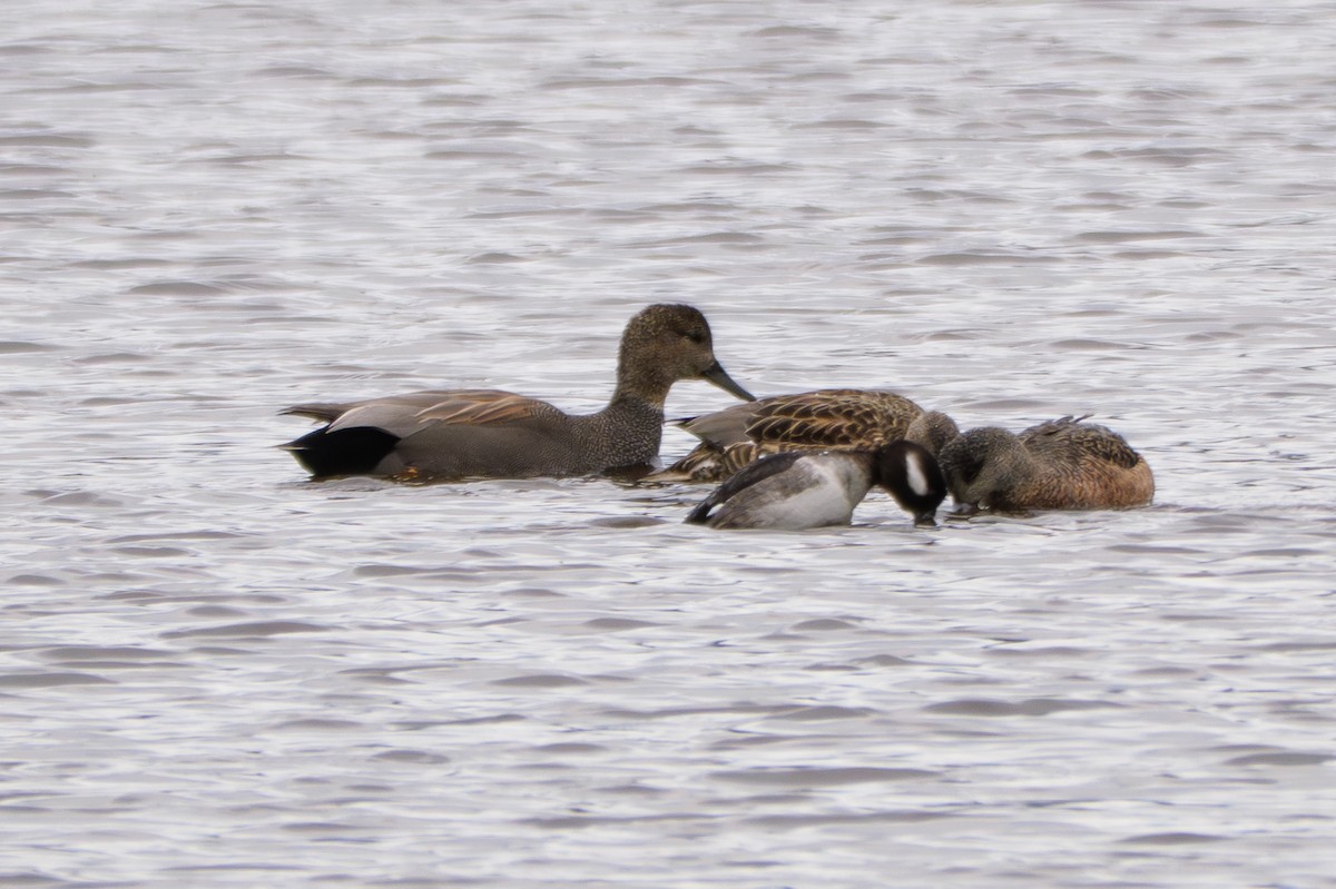 Bufflehead - ML645484920