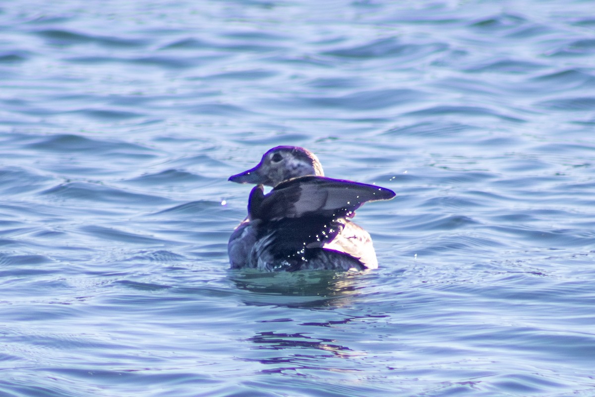Long-tailed Duck - ML645484923