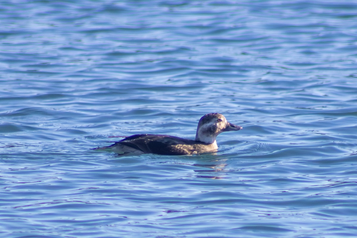 Long-tailed Duck - ML645484924
