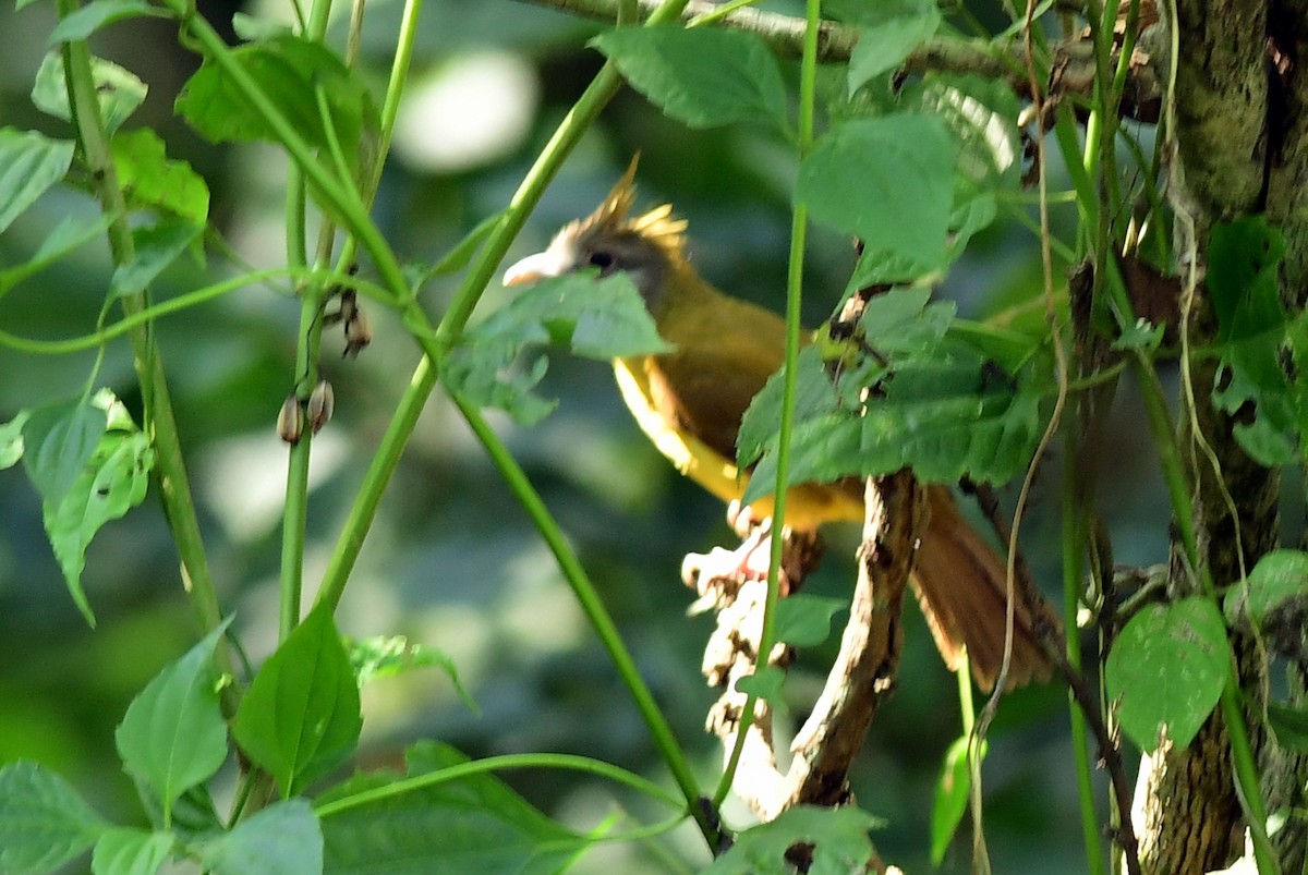 White-throated Bulbul - ML645484926