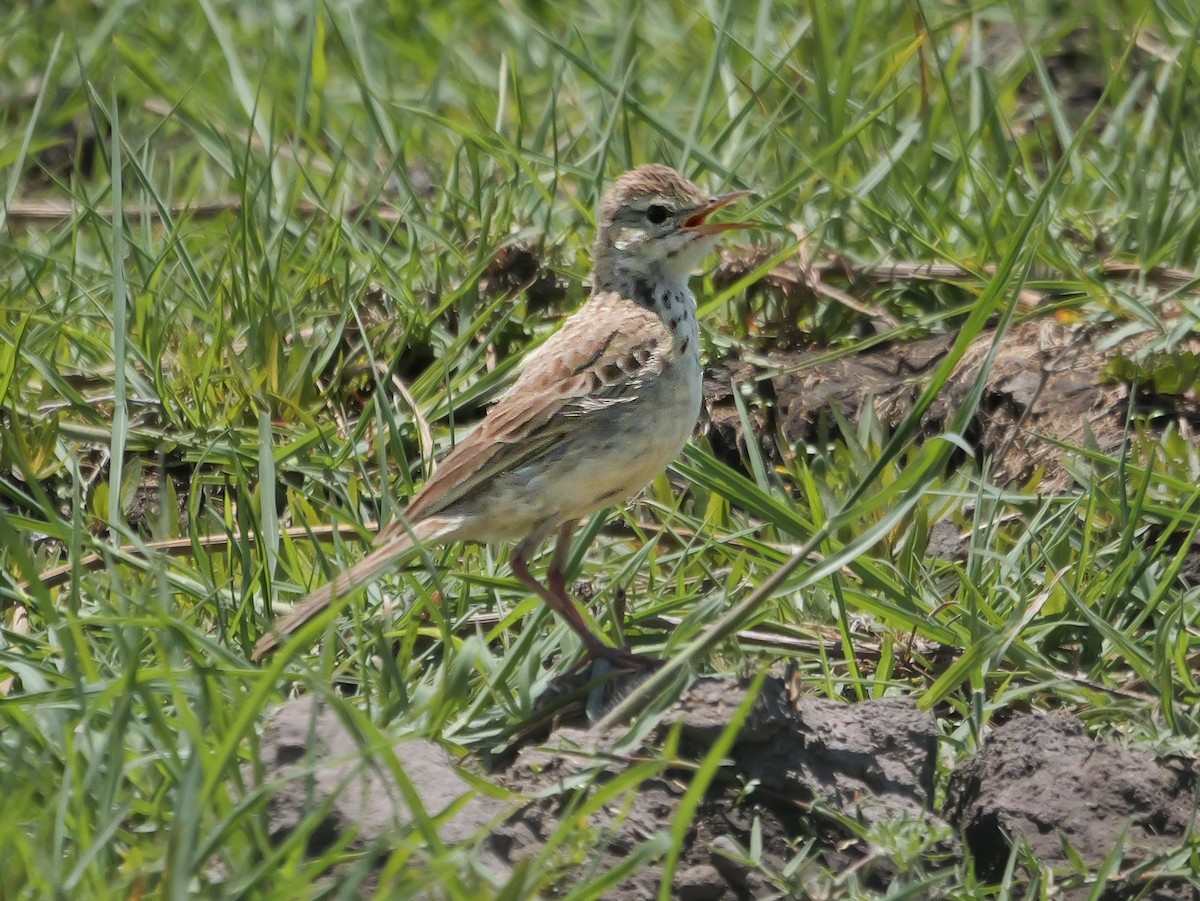 African Pipit - ML645484927