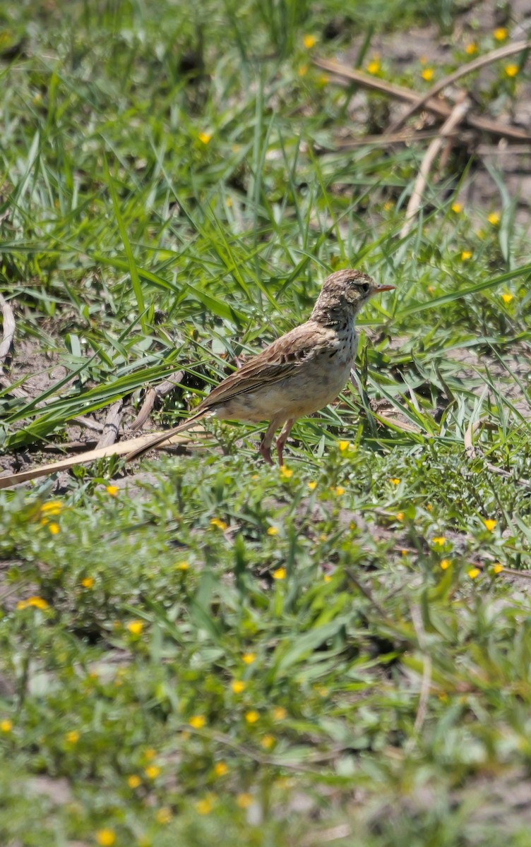 African Pipit - ML645484928