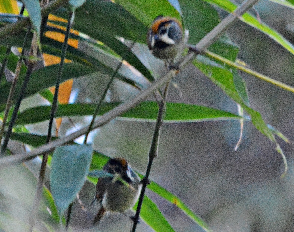 Black-throated Parrotbill - ML645484929