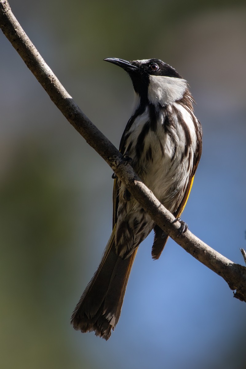 White-cheeked Honeyeater - ML645484930