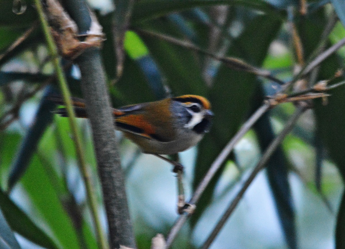 Black-throated Parrotbill - ML645484931